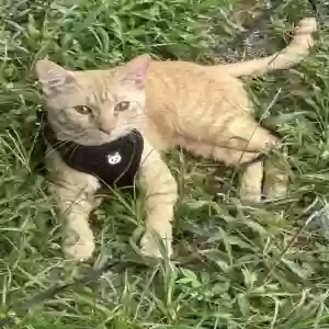 lost male cat simba