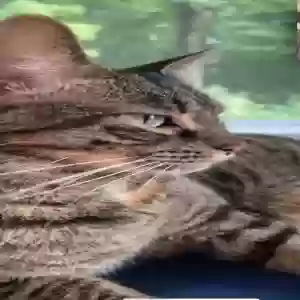 lost female cat whiskers