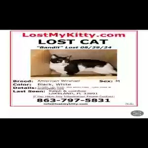 lost male cat bandit