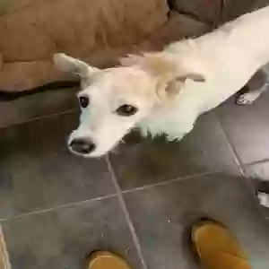 lost female dog remi