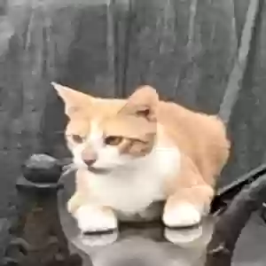 lost male cat trouble