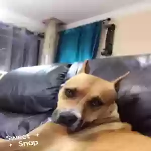 lost female dog troya