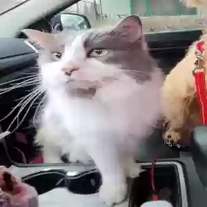 lost female cat bella