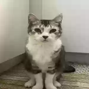 lost male cat cookie