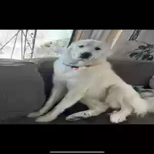 lost female dog daisy