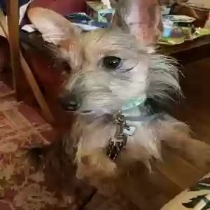 lost female dog elly mae