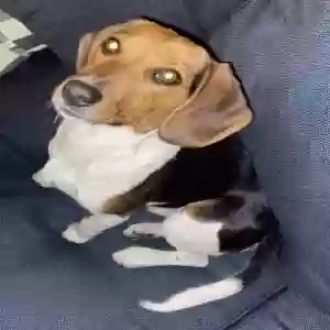 lost female dog bella