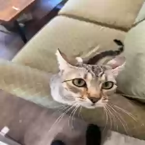 lost female cat sappho