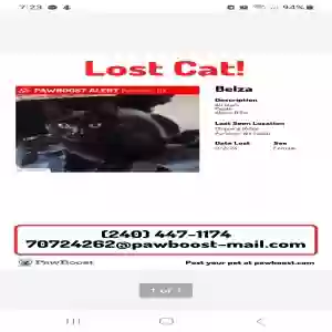 lost female cat belza