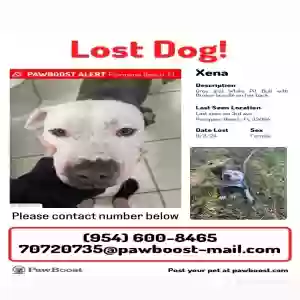 lost female dog xena