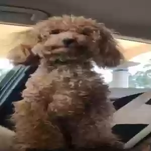 lost female dog bailey