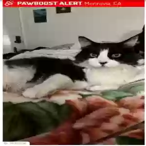 lost male cat gibraltar