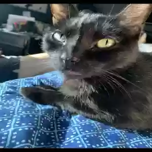 lost male cat kuro