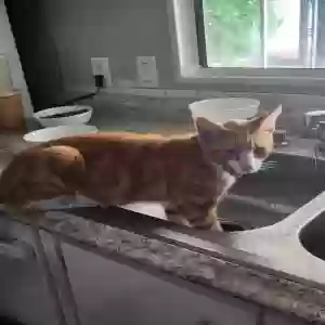 lost male cat güero