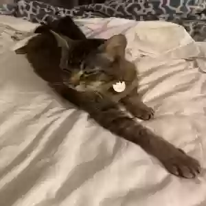 lost male cat julio