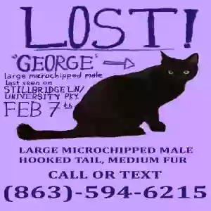 lost male cat george