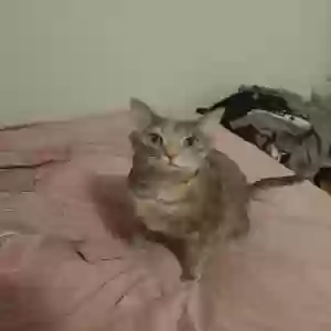 lost female cat tabatha (tabby)