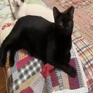 lost male cat boogie