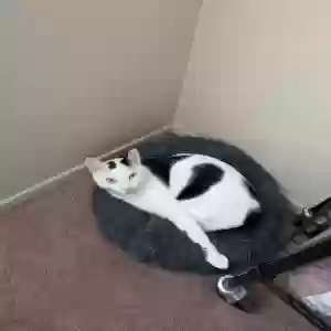 lost male cat horchata