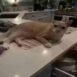 lost male cat georgio