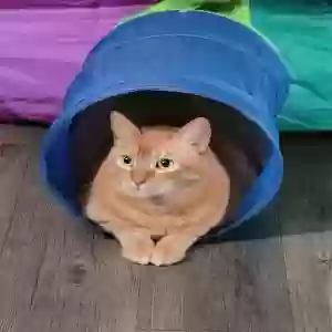 lost male cat blooper