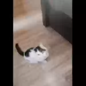 lost male cat peanut