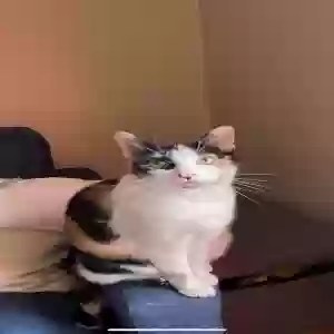 lost female cat charlotte