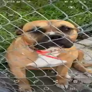 lost male dog tuff