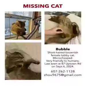lost female cat bubble