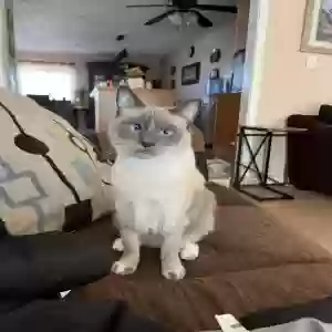 lost female cat sassy