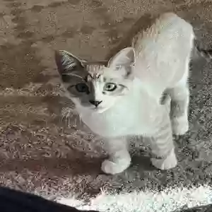 lost female cat popcorn