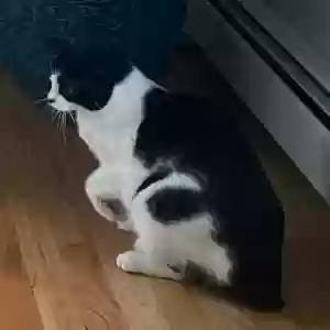 lost female cat button