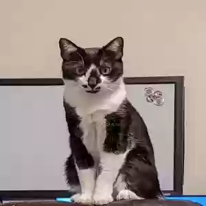 lost male cat unknown