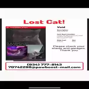 lost male cat void