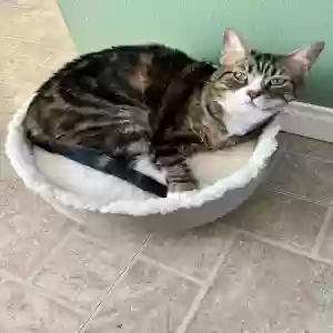 lost female cat lily