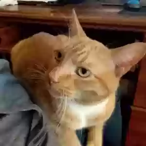 lost male cat cheeto