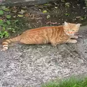 lost male cat percy