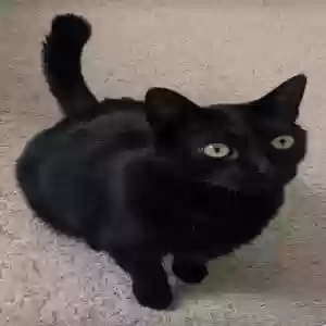 lost male cat blackie