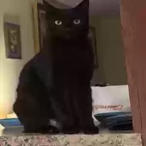 lost female cat jennifer