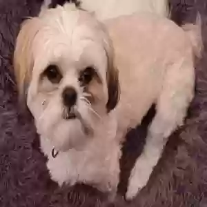 lost male dog toby