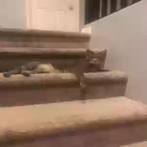 lost male cat mr. cat/mister/cat