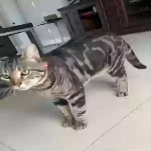 lost male cat niko