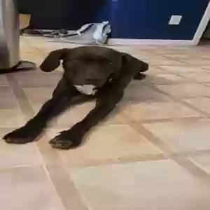 found female dog unknown