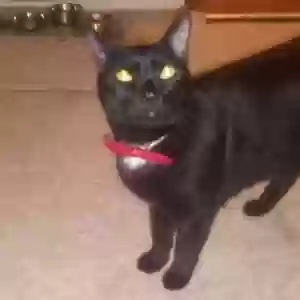 lost male cat haggen