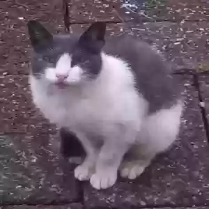 lost male cat sir meowsalot