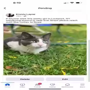 lost female cat rosie or rosebud