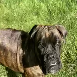 lost female dog piper