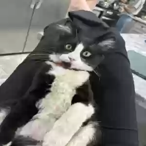 lost male cat coco