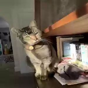 lost male cat julio