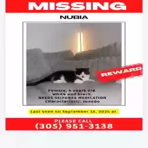 lost female cat nubia